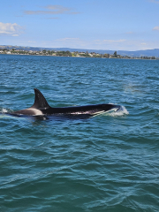 Sailing in Tauranga
